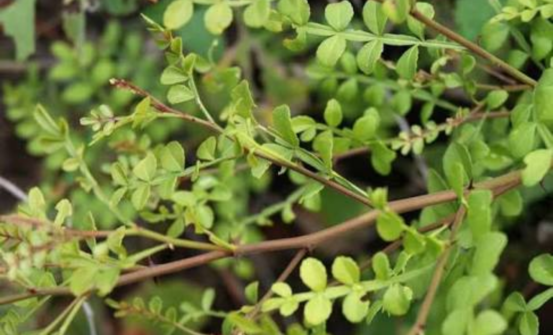 Plantacción: Chintok (Krugiodendron ferreum)