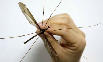 Descubren en China mosquito más grande del mundo, con 11 cm de envergadura