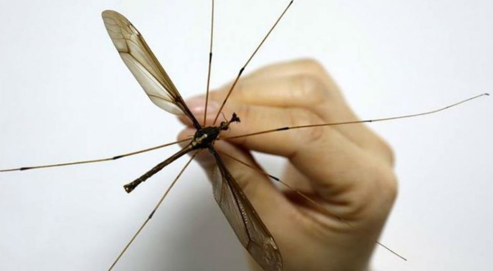 Descubren en China mosquito más grande del mundo, con 11 cm de envergadura