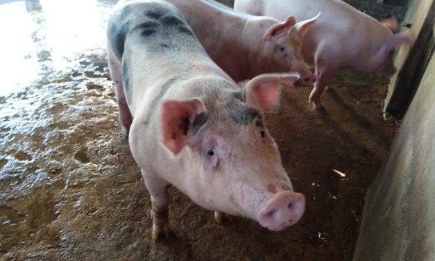 Granja de cerdos en Homún ‘envenenará’ 40% de agua de Mérida: investigador