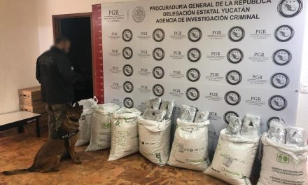 Interceptan en Mérida marihuana de Guadalajara hacia Quintana Roo