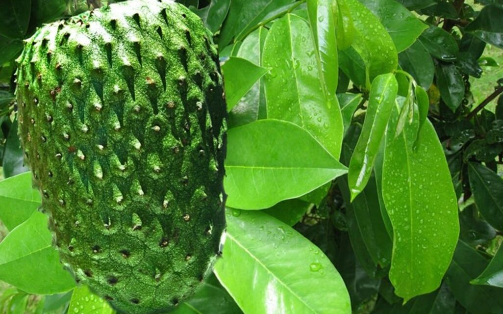 Plantacción: Guanábana (Annona Muricata)