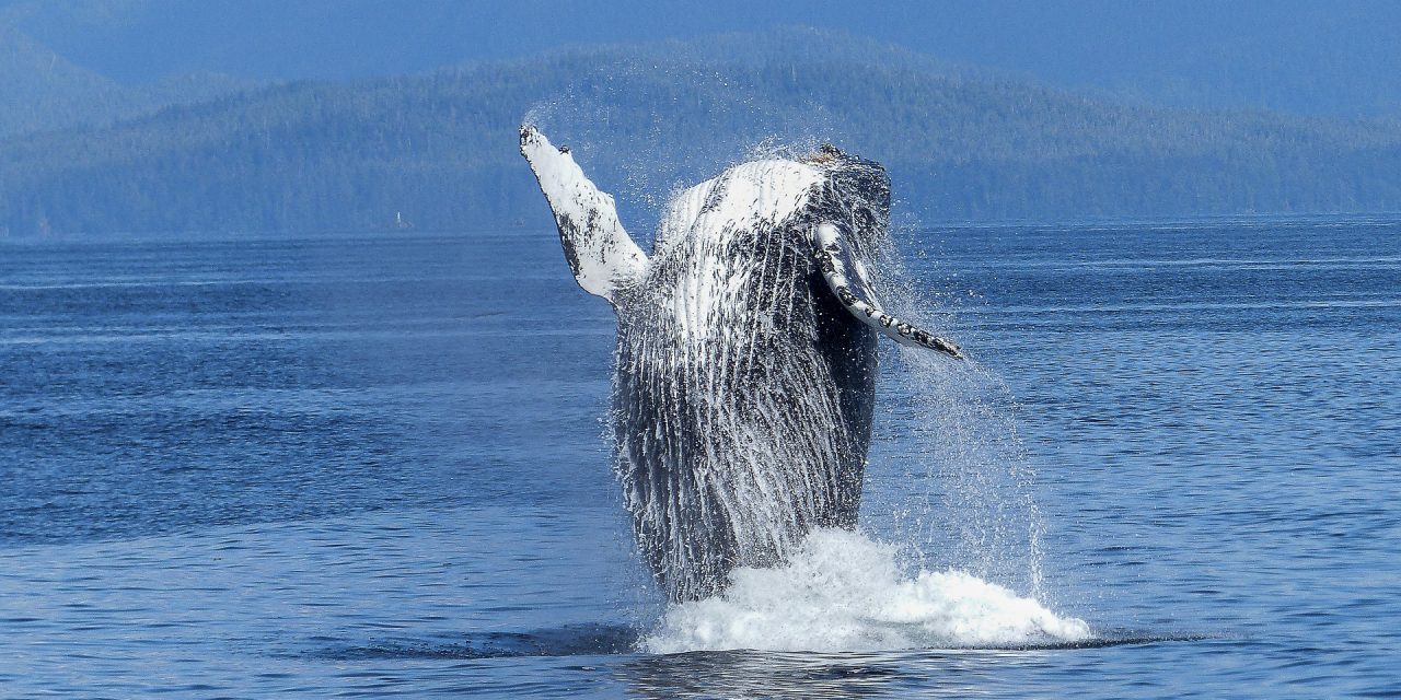 La sorprendente explosión de natalidad de las ballenas jorobadas que estaban a punto de extinguirse en la Antártica