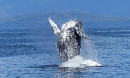 La sorprendente explosión de natalidad de las ballenas jorobadas que estaban a punto de extinguirse en la Antártica