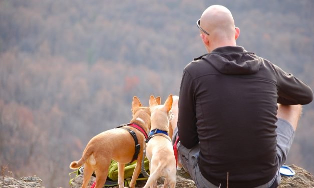 Descubren rara enfermedad transmitida de perros a humanos en Estados Unidos