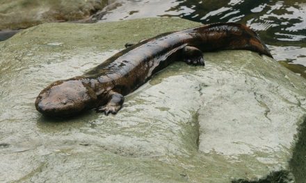 Situación “catastrófica” enfrenta el mayor anfibio del mundo, considerado un “fósil viviente”