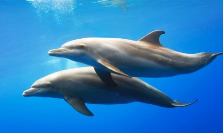 Según un estudio, los delfines usan “nombres propios” para reconocerse