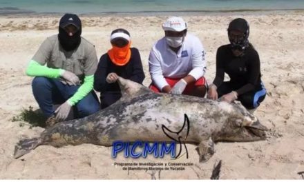 Muere en Celestún delfín atorado en redes de pesca