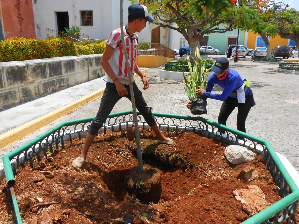 Copian modelo de Cdmx para sembrar árboles en banquetas de Mérida (video) |  LectorMx