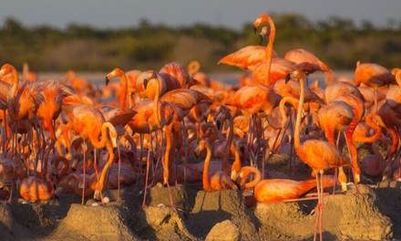 Nacen los primeros polluelos de  flamenco rosado de 2018 en Ría Lagartos