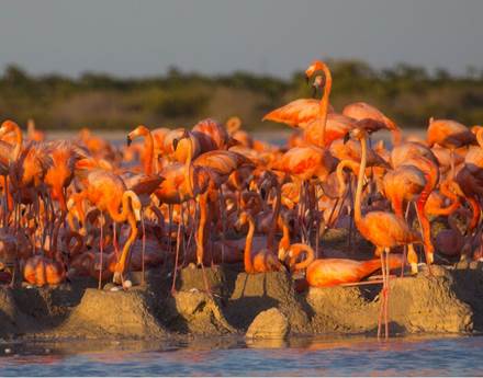 Nacen los primeros polluelos de  flamenco rosado de 2018 en Ría Lagartos