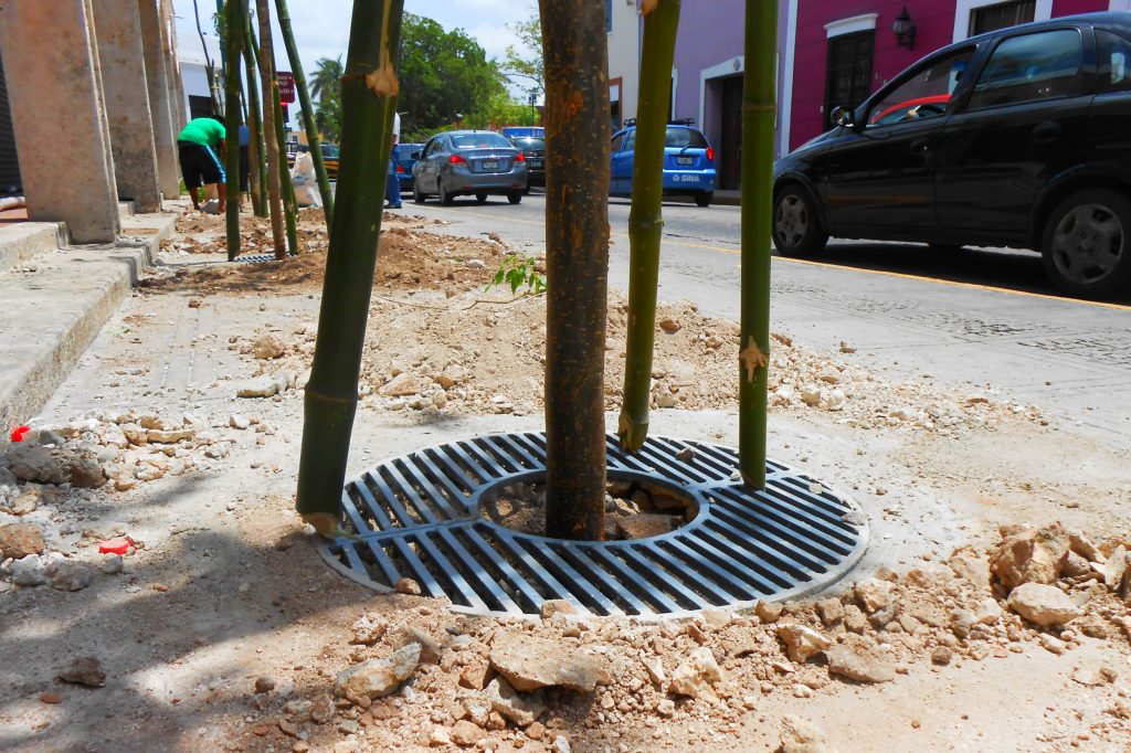 Copian modelo de Cdmx para sembrar árboles en banquetas de Mérida (video) |  LectorMx