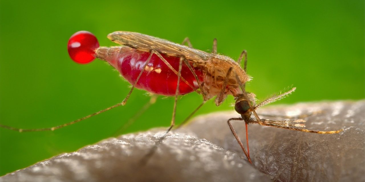Combate a mosco larvario del dengue, zika y chikungunya
