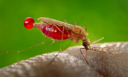 Combate a mosco larvario del dengue, zika y chikungunya