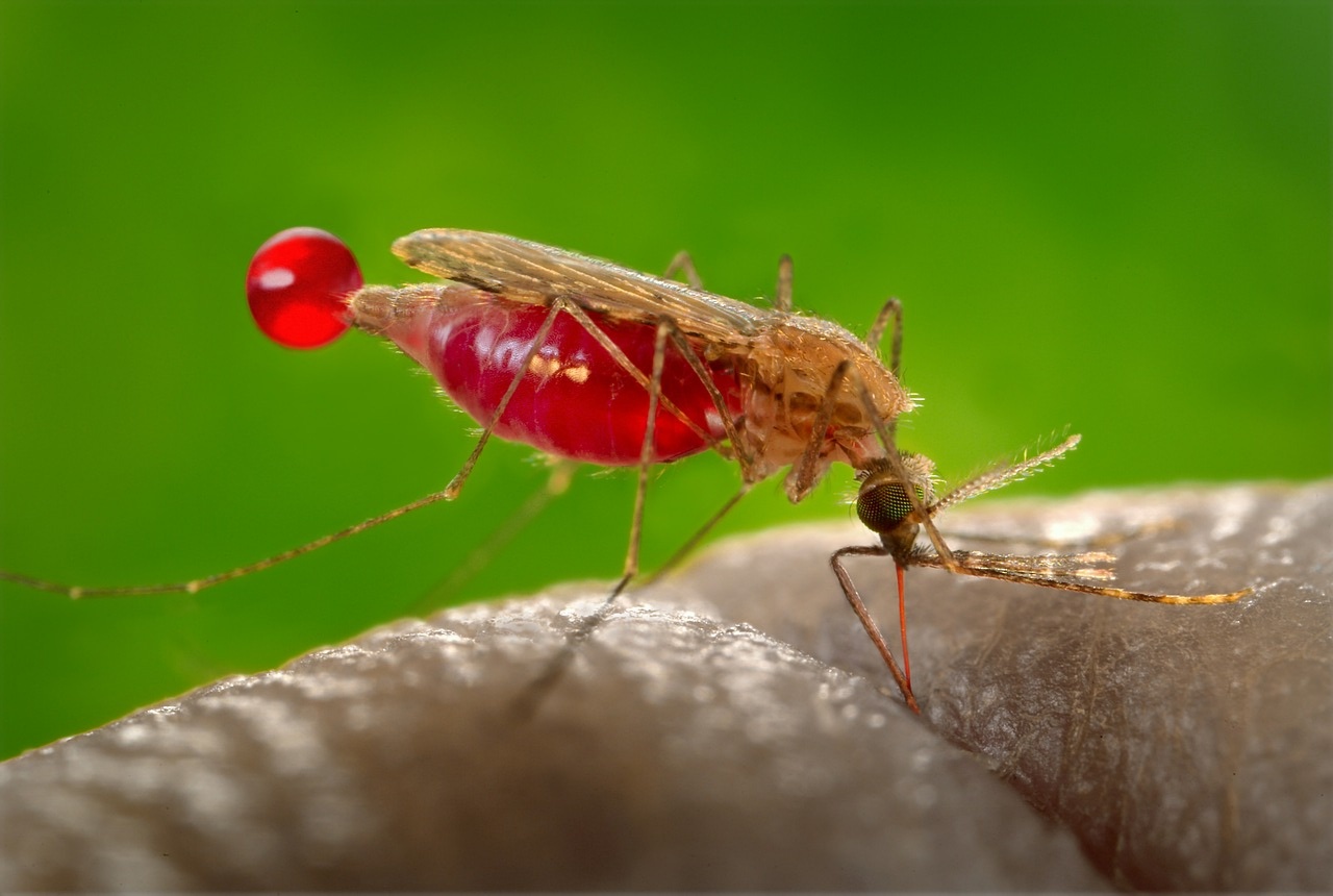 Combate A Mosco Larvario Del Dengue Zika Y Chikungunya LectorMx