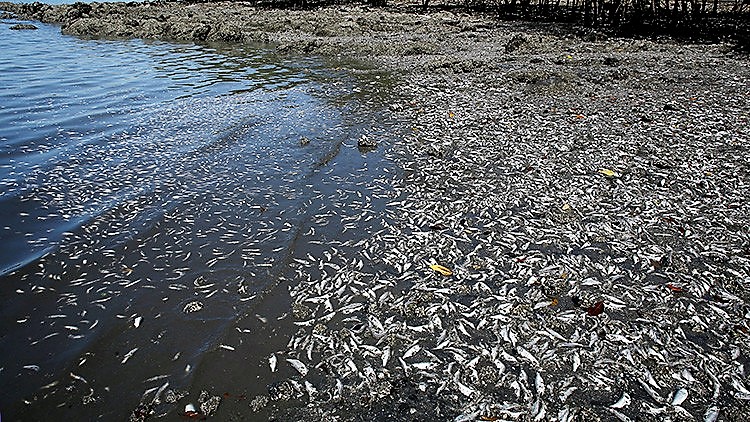 Descarga de fertilizantes y agroquímicos en el Mississippi causan fuerte contaminación en noreste del Golfo de México