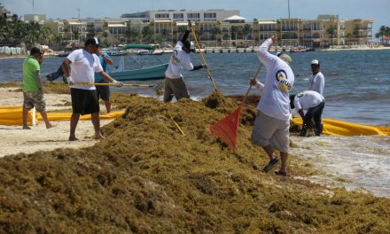 Falla ‘cerco antisargazo’ en Riviera Maya