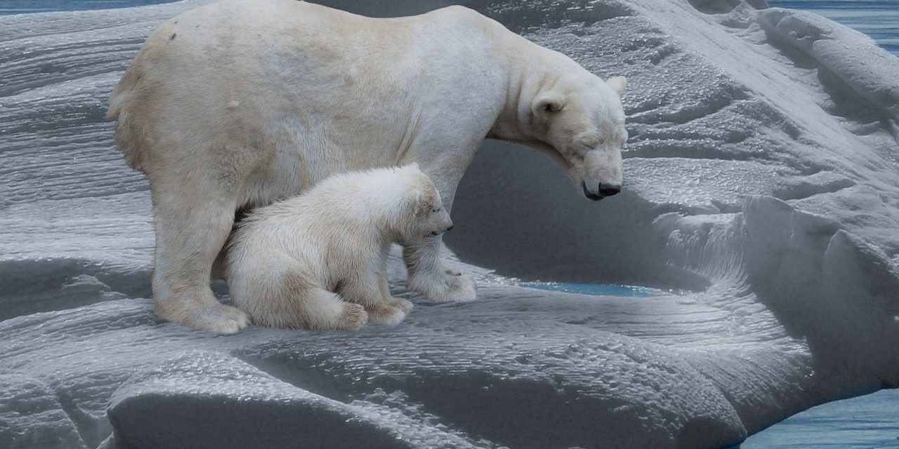 El efecto dominó que puede empujar a la Tierra a un efecto de invernadero irreversible