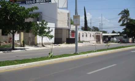 Ayuntamiento de Mérida interpondrá denuncia por daños a 71 árboles Maculís en  Cholul