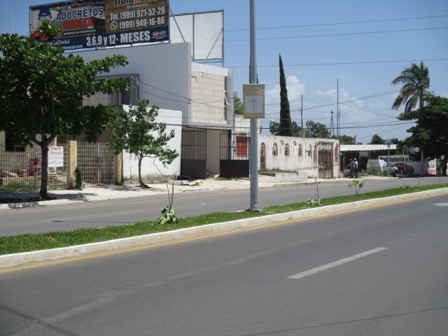 Ayuntamiento de Mérida interpondrá denuncia por daños a 71 árboles Maculís en  Cholul