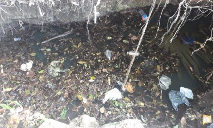 Rescatarán cuatro cenotes afectados por basura y contaminación