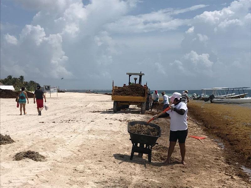 Retoma Caribe Mexicano proyecto para capturar sargazo en el mar