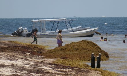 Preparan ‘muro ecológico’ contra sargazo en Caribe Mexicano