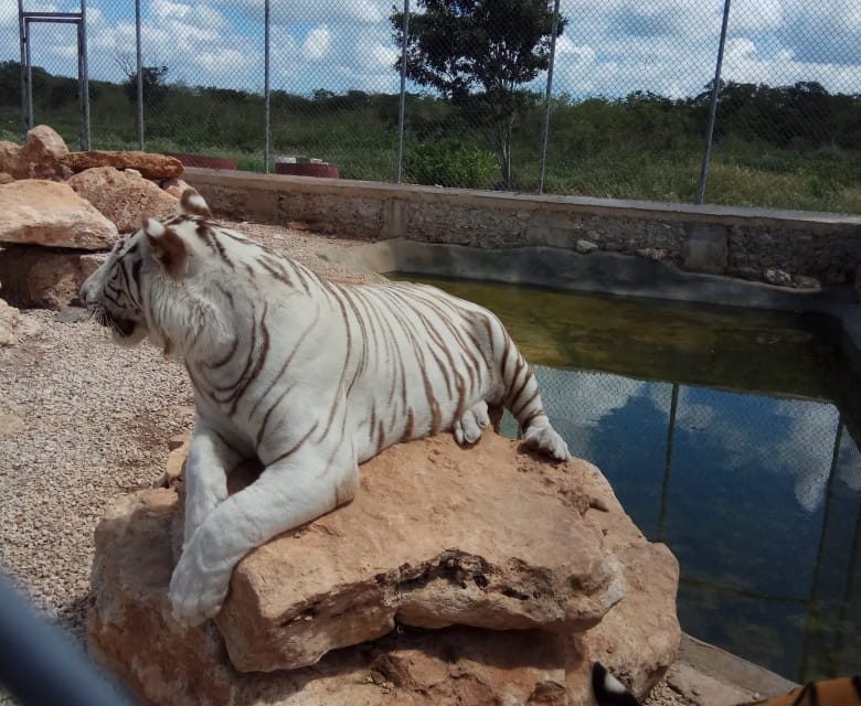 Aseguran a tigres ‘asesinos’ en rancho de Baca