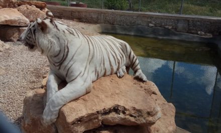 Aseguran a tigres ‘asesinos’ en rancho de Baca