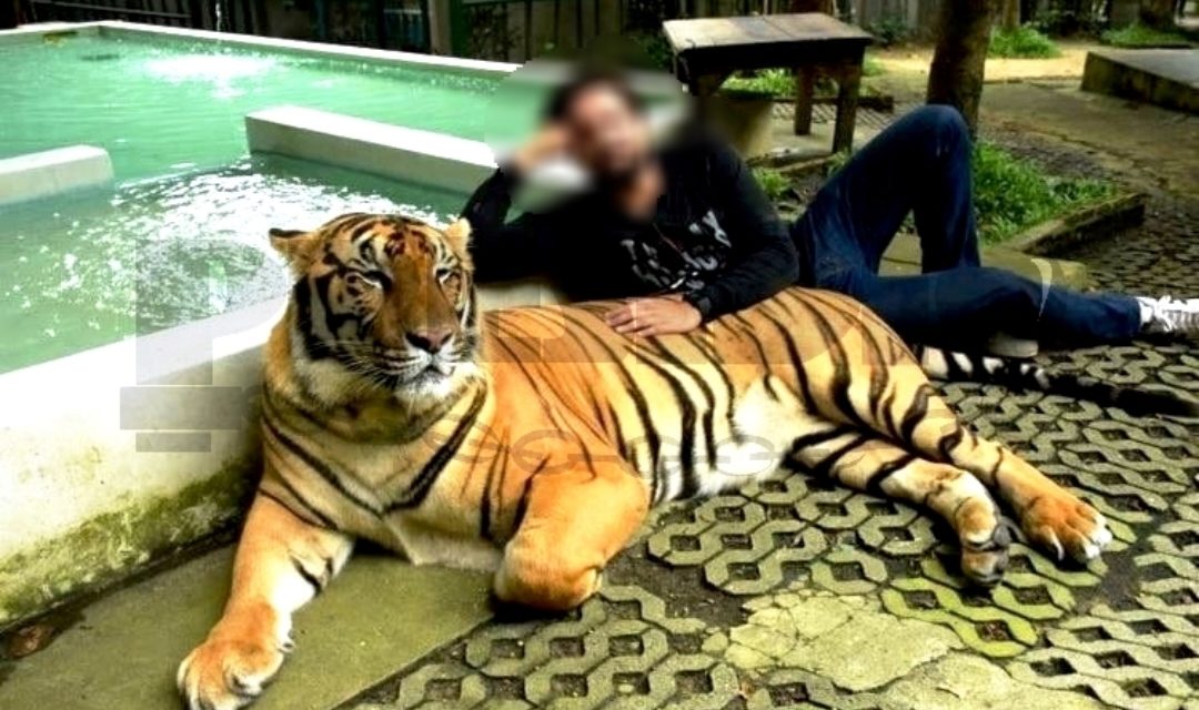 Dueño de tigres en Baca: de ‘ceniciento’ a fugitivo