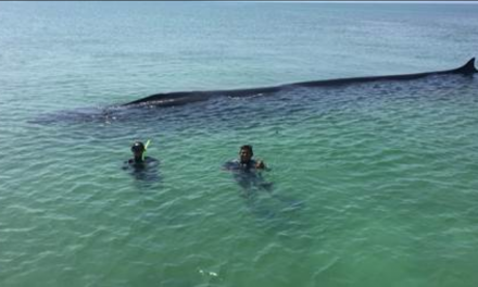 Exitoso rescate de ballena en el Área Natural Protegida Isla Contoy