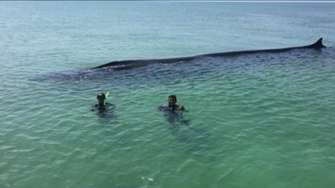 Exitoso rescate de ballena en el Área Natural Protegida Isla Contoy
