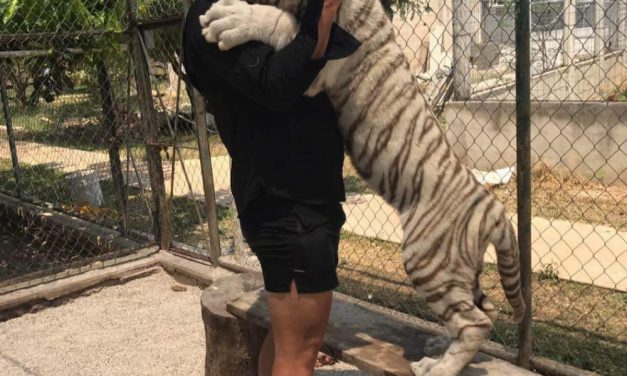 Joven quiso tomarse selfie con 2 tigres: está grave en hospital de Mérida