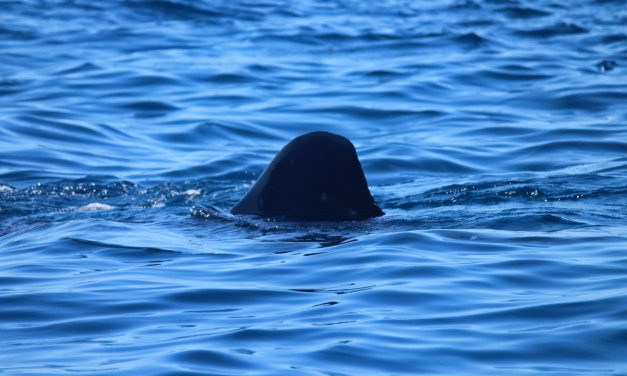 Sí, nadar con el tiburón ballena es inolvidable, pero nadie te advierte de esto… (videos)