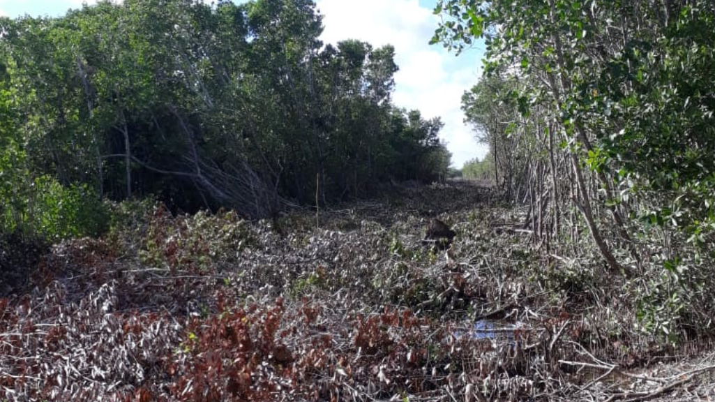 Autoridades de San Felipe implicadas en daños en Ría Lagartos