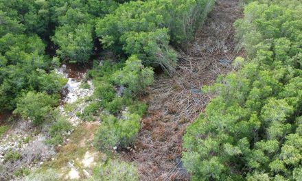 Cárcel y multa de más de 1 mdp por daño al manglar de Ría Lagartos