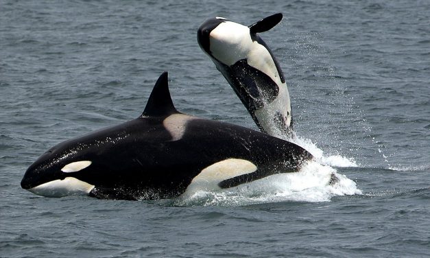 El asesino silencioso que está acabando con las orcas en varios mares del mundo