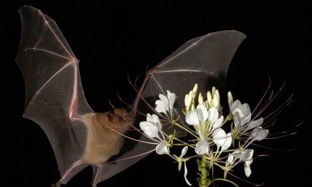 Perseguidos como signo del mal, los murciélagos hacen mucho bien