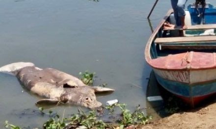 Esta es la ‘conclusión’ sobre la muerte de 48 manatíes en Tabasco