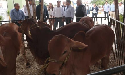 Casi mil ejemplares en Expo ganadera de Feria Yucatán en X’matkuil