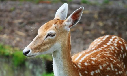 Cazador de venados es condenado a ver Bambi por un año en la cárcel