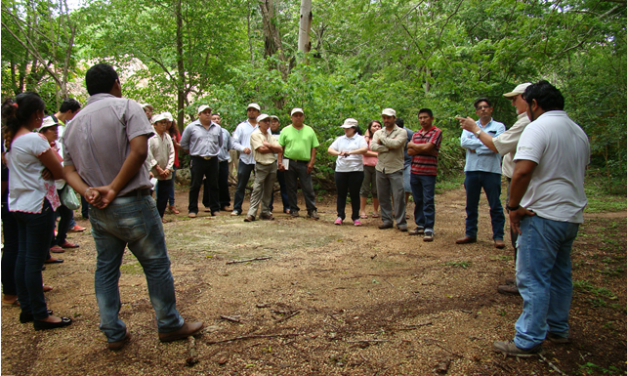 Escaso activismo sobre temas ambientales en Yucatán