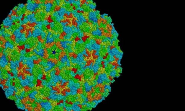 Virus que ataca cerdos y vacas podría ser clave para combatir el cáncer en humanos