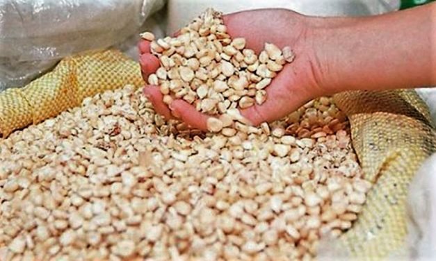 Facetas de México: Precios de garantía de granos empobrecieron a millones de productores del campo