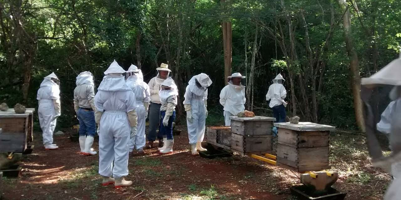 ‘Super abejas yucatecas’: plan para hacerlas más productivas