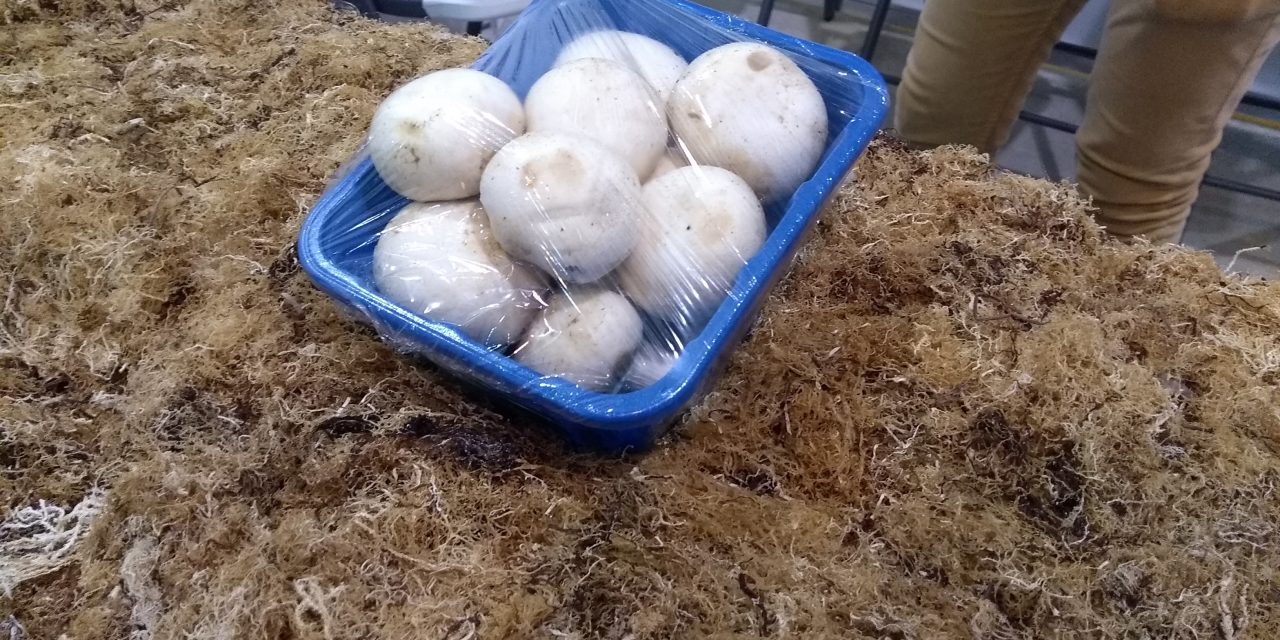A cultivar setas, cilantro, rábanos y lechugas… ¡Con sargazo!