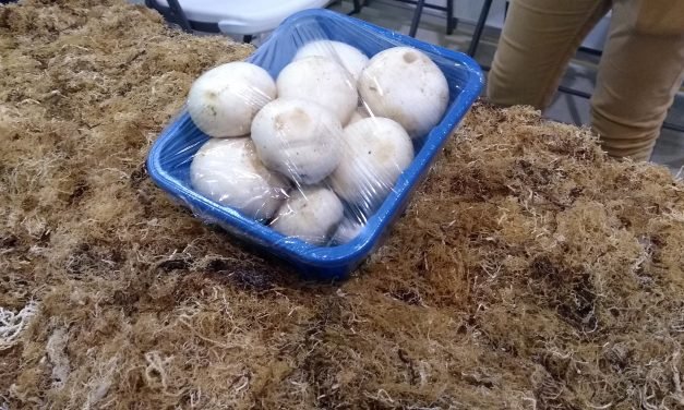 A cultivar setas, cilantro, rábanos y lechugas… ¡Con sargazo!