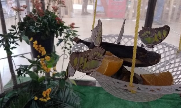 Mariposas, otras víctimas de depredadores y daños ambientales