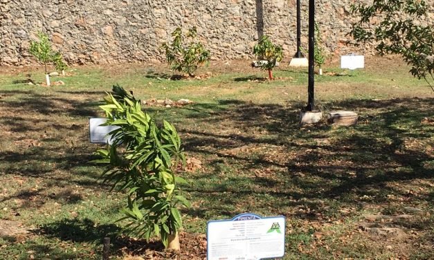 ‘Germina semilla’ medioambiental en comisaría de Cholul