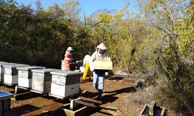 Herbicidas, clima y bajos precios, trinomio negativo para apicultores (video)